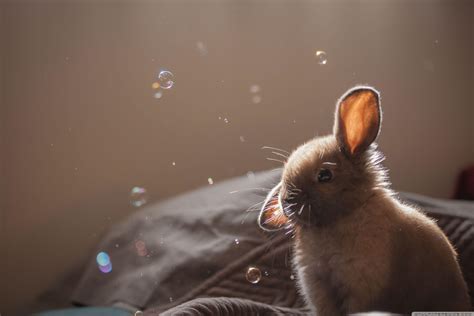 Easter Bunny Face Wallpapers - Wallpaper Cave