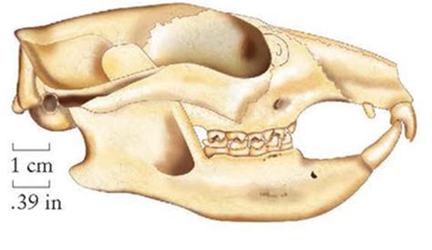 Lab 7: Primate Evolution – ANTH 161: Introduction to Biological Anthropology