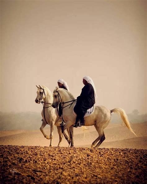 195 best Arabian horses and desert life images on ... Horse Rider, Horse Art, Dressage Horses ...