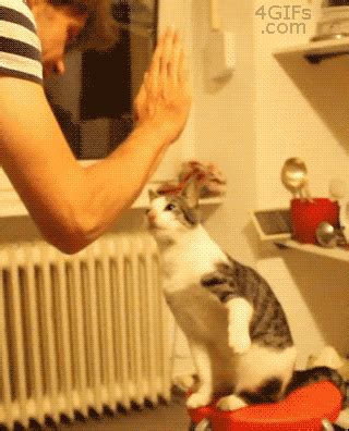 GIF Animals And Pets, Funny Animals, Cute Animals, Crazy Cat Lady, Crazy Cats, Cats Meow, Cats ...