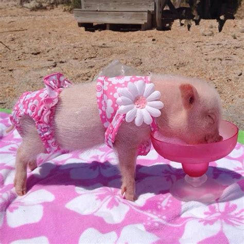 Priscilla the Mini Pig Is So Stylish You’ll Want to Steal Her Outfits | Cute piggies, Pet pigs ...