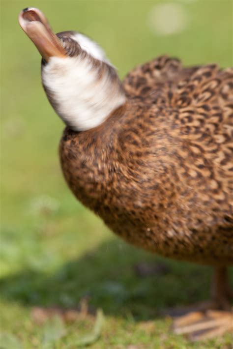 Laysan Duck (Anas laysanensis) | Paul Dykes | Flickr
