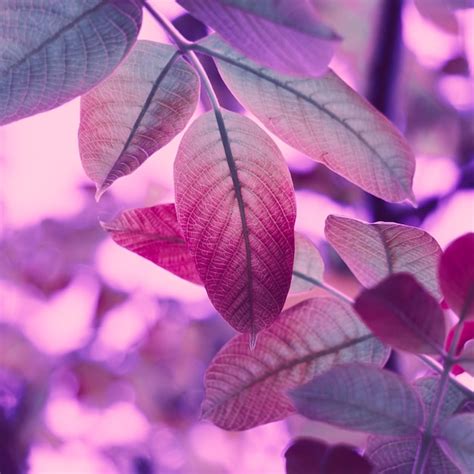 Premium Photo | Red tree leaves in autumn season, pink background