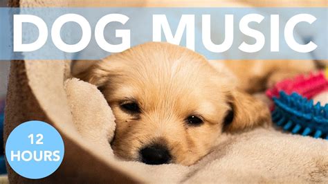 Is Music Good For Puppies