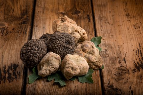 The Exquisite World of Fresh Truffle Varieties – Khosh Truffle