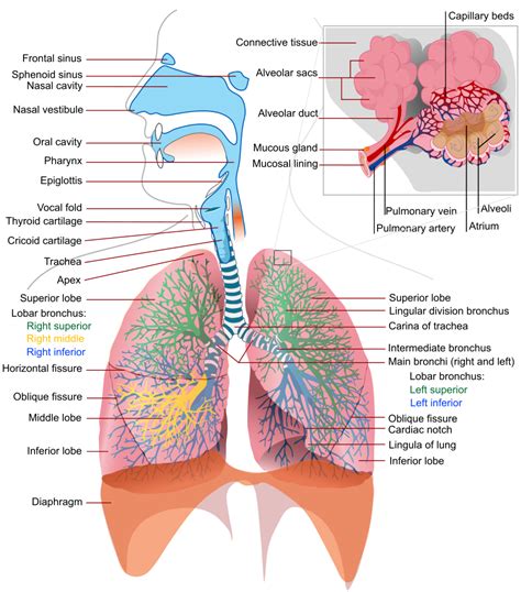 Physiology of the respiratory system - Anatomy-Medicine.COM
