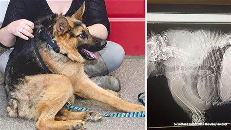 Quasimodo: Dog with short spine has big heart - ABC7 San Francisco