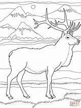 Bull elk coloring Pages Download And Print For Free sketch template