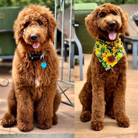 Golden Doodle First haircut | Goldendoodle haircuts, Teddy bear ...