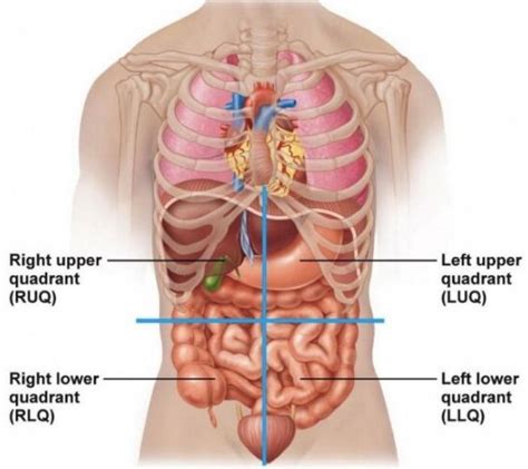 four Quadrants of Abdomen | Human body organs, Human body anatomy, Body organs diagram