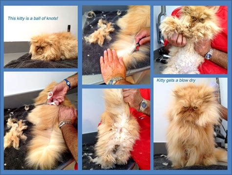 Affordable Mobile Cat Groomers | Cat groomer, Cat grooming, Cat grooming tools