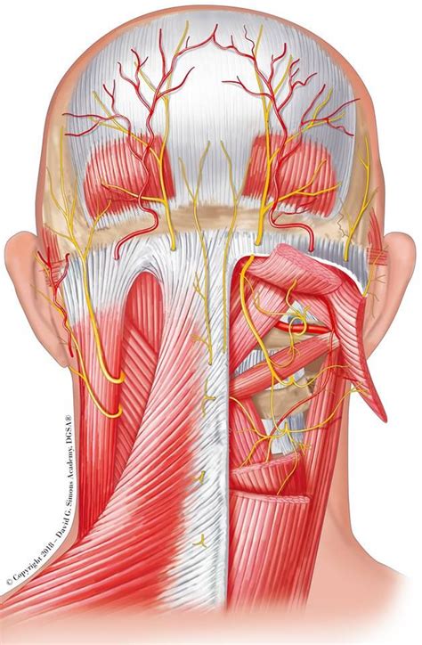 Dry Needling for Neck Pain | Neck pain, Myofascial pain, Myofascial pain syndrome