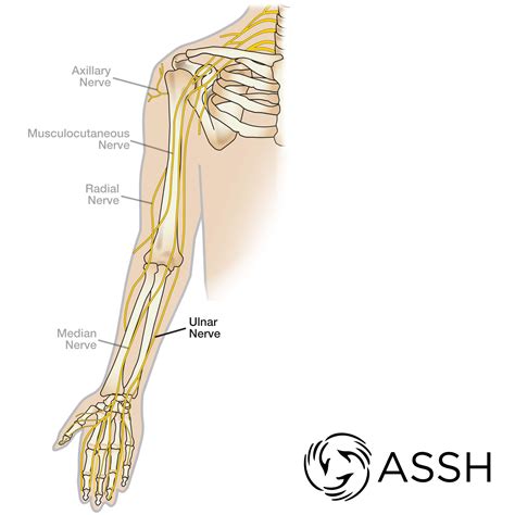 Body Anatomy: Upper Extremity Nerves | The Hand Society