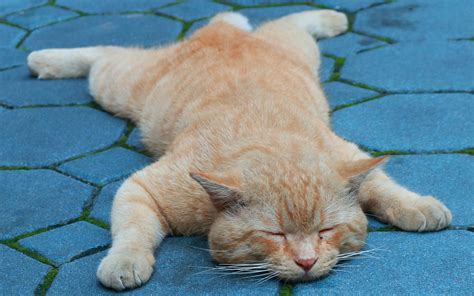 Adorably Lazy Cat Filmed Sleeping Everywhere Earns Garfield Comparisons ...