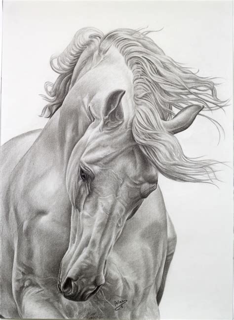 my work ...Mustafa Aslan .. | Horse drawings, Horse art drawing, Equine ...