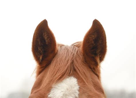 Inner Ear Plaques in Horses | PetMD