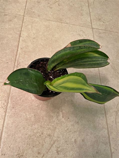 Sansevieria Plants for sale in Asbury, West Virginia | Facebook Marketplace