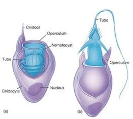 Body Wall and Nematocysts - Swaggology