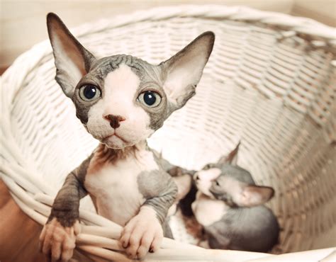 Sphynx Kitten For Sale Near Me - slideshare