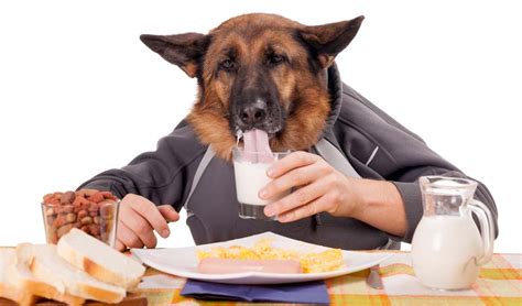 Can Dogs Eat Human Food Everyday