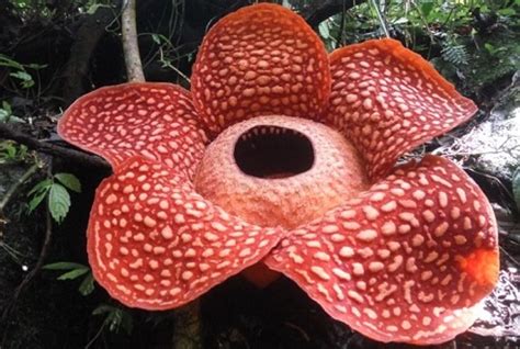 Rafflesia takes years to grow but blooms for only a week