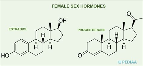 Difference Between Estrogen and Progesterone | Definition, Production, Secretion, Role ...