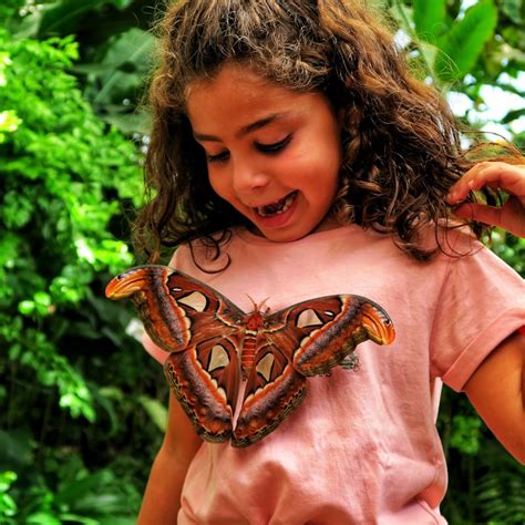 Benalmadena Butterfly Park tickets | Benalmádena