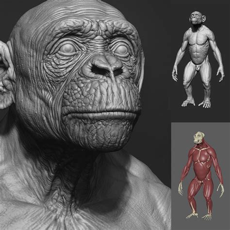 ArtStation - MONKEY - chimp, round 2