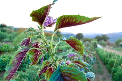 Red Callaloo Amaranth Seeds - The Plant Good Seed Company