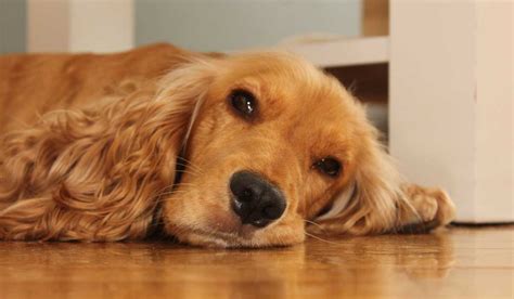 Does Apoquel Make Dogs Sleepy? Side Effects Of Oclacitinib - Quick Answer