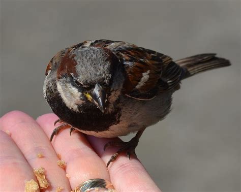 The Isles of Scilly Wildlife Trust | Flickr