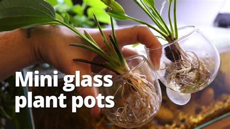 Mini glass plant pots for the aquarium - YouTube