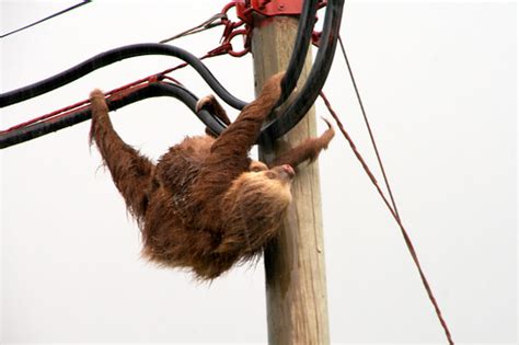 Sloth climbing the electricity lines | Check out my travelbl… | Flickr