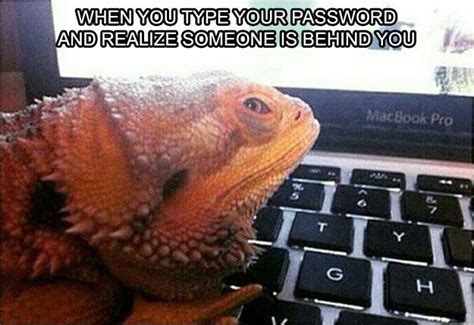 30 Bearded Dragon Memes to Make You Smile | Bearded dragon cute ...