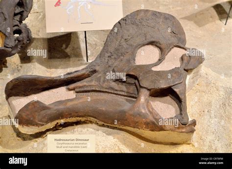 Fossil skull of a Corythosaurus duck-billed dinosaur. Cretaceous age Stock Photo - Alamy