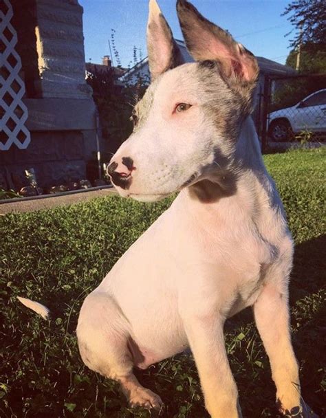 7 Bull Terrier Mixes That Will Make You Scream “I WANT ONE” | Bull terrier mix, Terrier mix ...