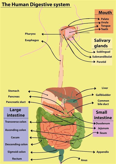 Body Organs Diagram Left Side : Location Of Human Body Organs | Bodegawasuon