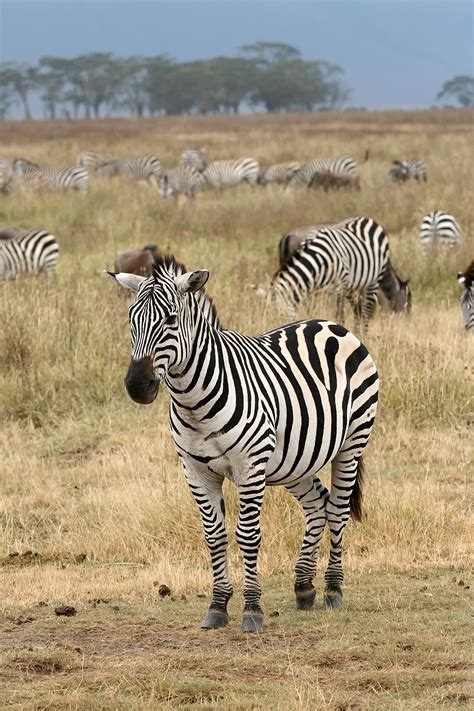 File:Plains Zebra Equus quagga.jpg - Wikipedia