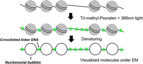 Frontiers | Single-Molecule Techniques to Study Chromatin