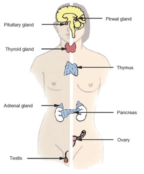 Homeostasis and Regulation in the Human Body ‹ OpenCurriculum