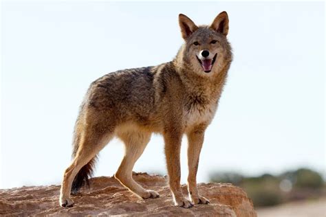 Coyotes: Facts, Characteristics, Behavior, Diet, More