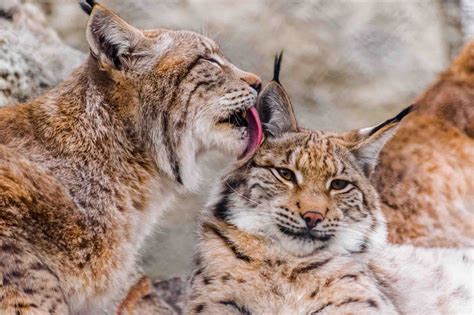 Eurasian Lynx - Wildlife Explained