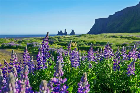 Lookin' through the lupine- Vik, Iceland (a couple of weeks ago) 4000x2667 : r/EarthPorn