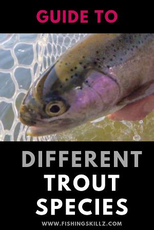 Proper trout identification takes practice. There are many species of trout and if you're like ...