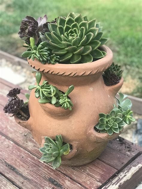 10+ Succulent Arrangements In Pots – HomeDecorish