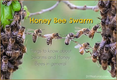 Bee Swarm: Things To Know About Honey Bee Swarms