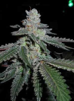 Cherry Pie Seeds - Strain Review | Grow-Marijuana.com