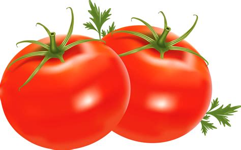 Tomatoes clipart logo, Tomatoes logo Transparent FREE for download on ...