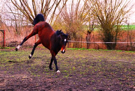 brown horse running during daytime free image | Peakpx