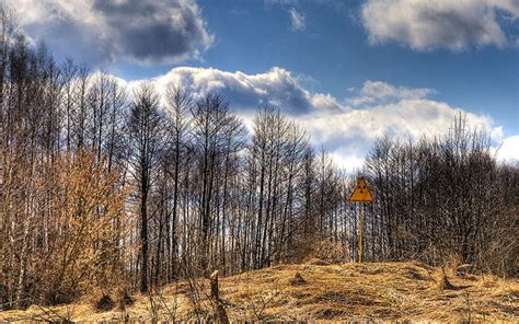 27 Years Later, Radiation Still Hides Out in Chernobyl’s Trees (Fukushima’s Too) | Smart News ...